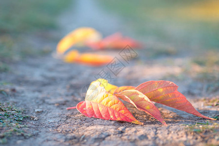 深处的红黄树叶在背景模糊的树叶中图片