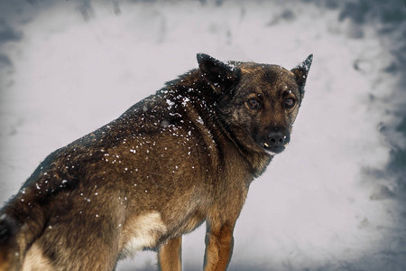 冬天下了很多雪当地的流浪狗看得清楚还有图片