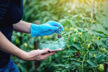 配有平板药的女科学家遗传工程师图片