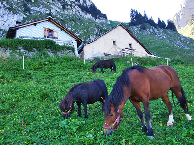 瑞士阿彭策尔内纳罗登州阿尔普斯坦山脉牧场上的马匹图片