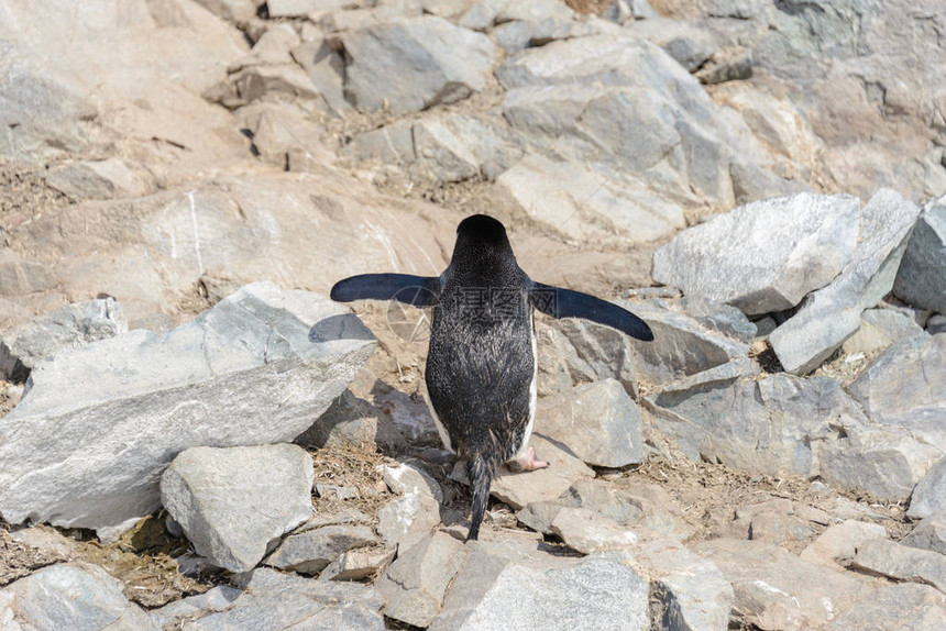 南极洲攀岩上的帽带企鹅图片