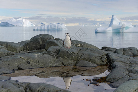 南极洲岩石上的帽带企鹅与反射图片