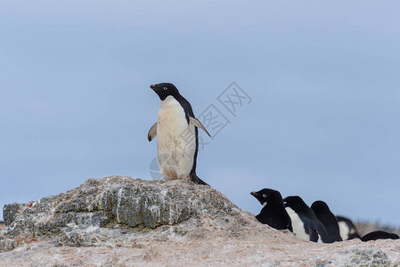 阿德利企鹅在南极图片