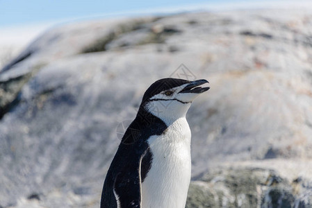 南极洲海滩上的帽带企鹅特写图片