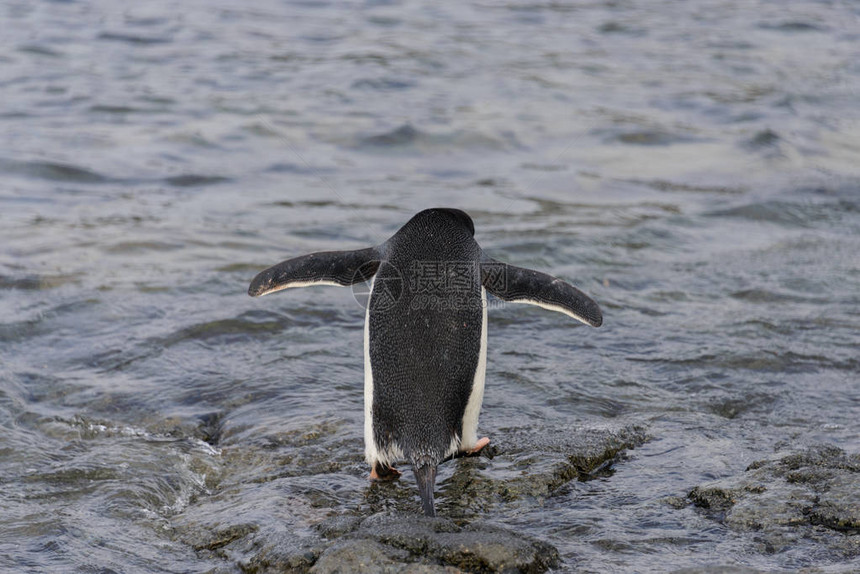 阿德利企鹅去南极洲游泳图片