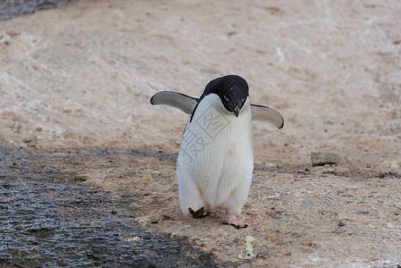 阿德利企鹅在南极图片