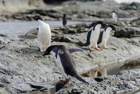 南极洲海滩上的阿德利企鹅群图片