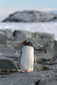 南极洲岩石上的巴布亚企鹅图片