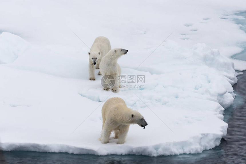 北极熊Ursusmaritimus在挪威斯瓦尔巴北极以北的圆冰上的图片