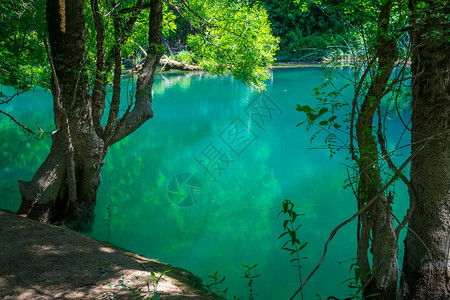 野生绿色森林中的翡翠泻湖图片