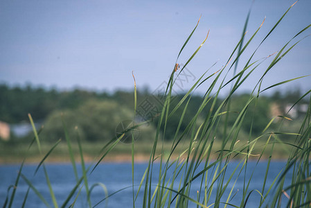 野生芦苇和河流的风景图片