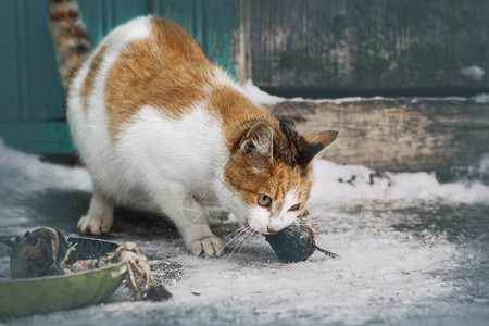 一只流浪狗和一只猫把一块肉从彼此之间带走了图片