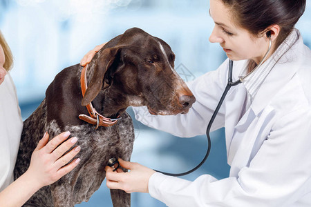 一位兽医正在用她的听诊器从右边抚摸一只狗的胸部图片