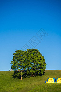 树的风景与蓝天图片
