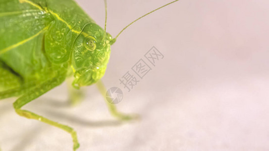有丝状触角的绿色灌木蟋蟀图片