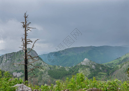 山顶上的树被雷暴损坏图片