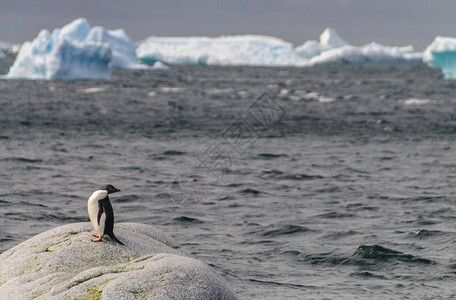 Andelie企鹅站在波莱岛海岸的一块岩石上图片
