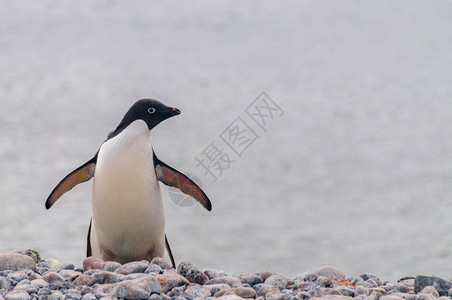 站在南极半岛附近的波莱岛岸边的单一只阿德利企鹅AdeliePe图片