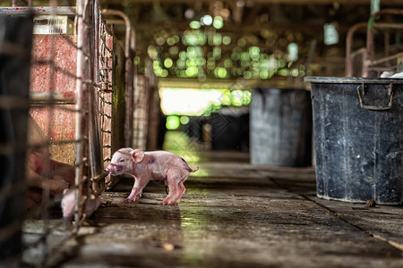 养猪场动物和养猪业的新生猪图片