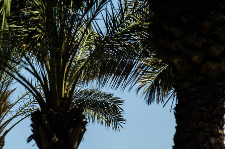 美丽的棕榈树扩张图片
