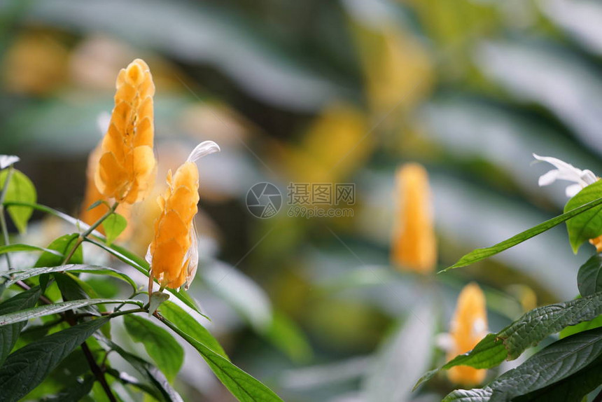 绿色叶子的黄色热带花卉特写镜头图片