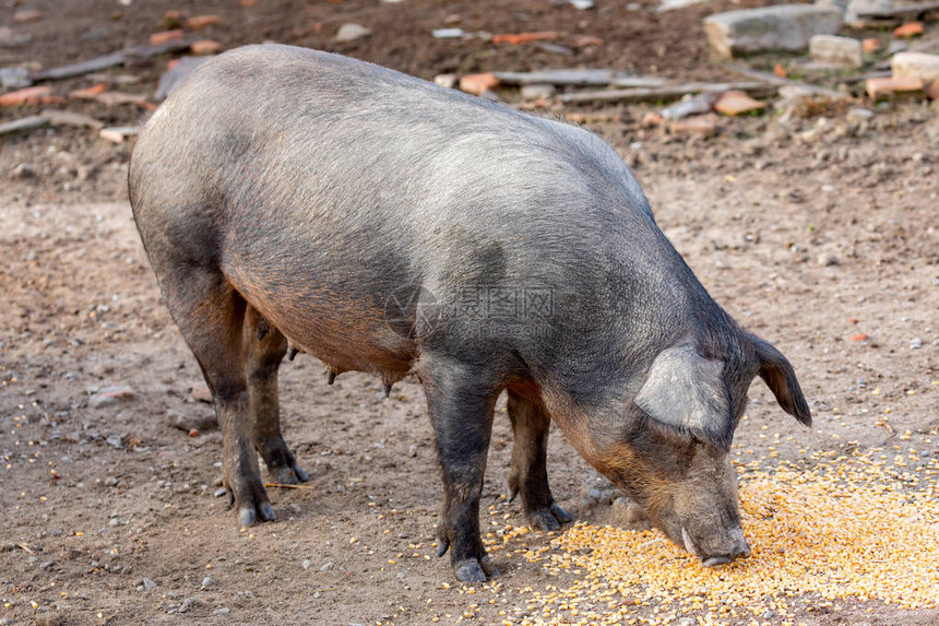 伊比里亚猪在埃斯特雷马杜拉郊图片