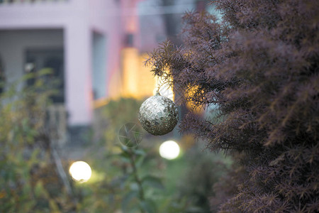 圣诞和新年装饰在松树枝户外的松树枝上冬季假期的概念图片