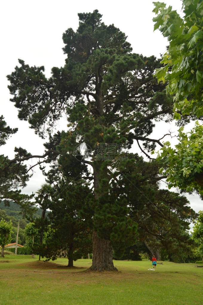 阿斯图里亚斯公园的百年松树2015图片