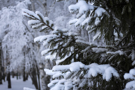 城市公园冬季白雪覆盖的云杉爪图片