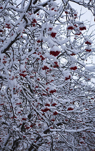 花楸树上的红浆果覆盖着白雪图片