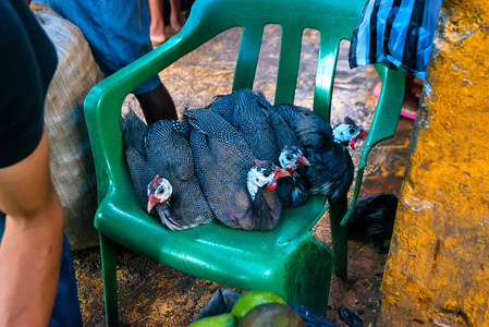 坐在塑料椅上的几内亚家禽或Numidamelea图片