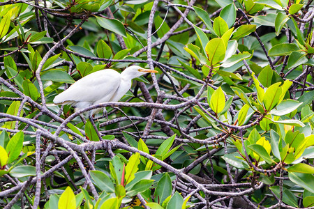美丽的白鸟小白鹭或白鹭在树枝上图片