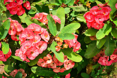 Euporbia毫升夏花园中托恩斯红冠花图片