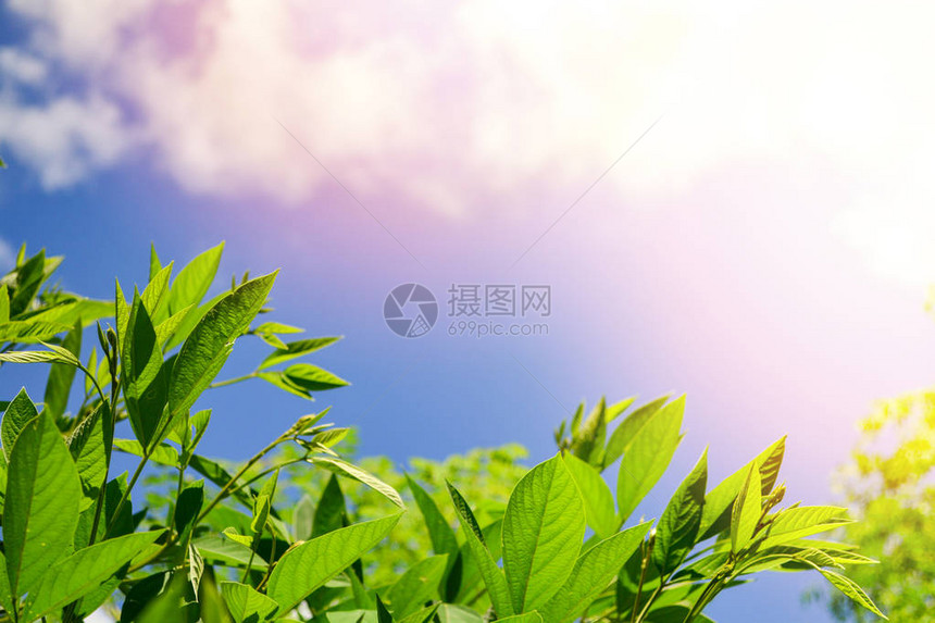 夏日阳光下的绿叶树叶和阳光下的云图片