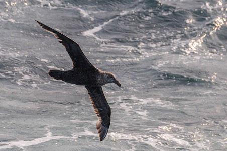 南方巨海燕南方巨型海燕Macronectesgiganteus在南大西洋上空盘旋背景