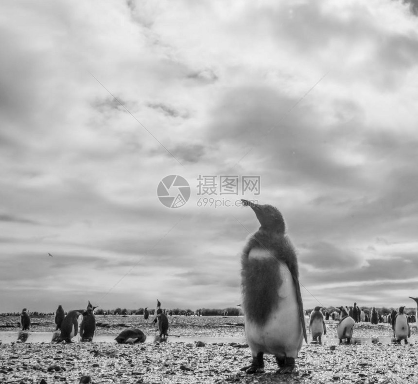 在南极洲附近的南乔治亚岛索尔兹伯里平原海滩上拍摄一只年轻的企鹅王Aptenodytespatagonicu图片