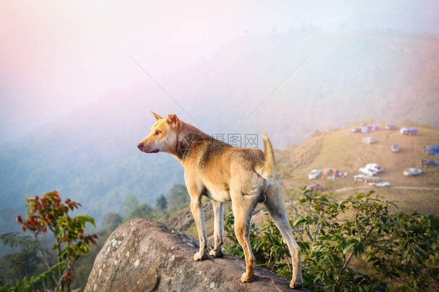 站在岩石上的狗站在山上露营的山坡边图片