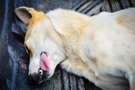 生病的动物舌头吐出狗生病躺在地板上去动物医院图片