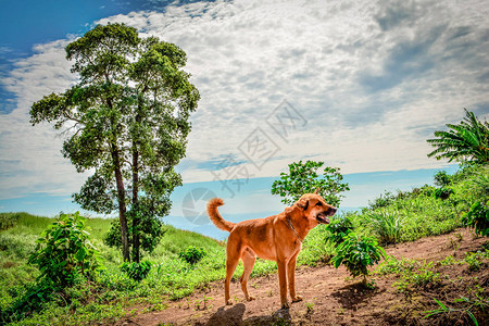狗的风景站在树和山背景山上的狗图片