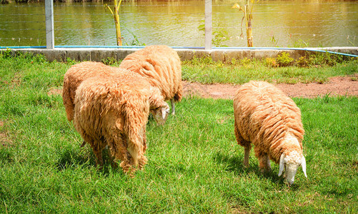 牧羊群在绿草农场长毛羊图片