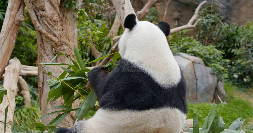 熊猫吃青竹图片