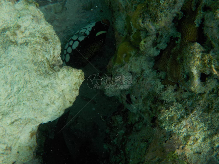 马尔代夫水下海洋生物在上图片