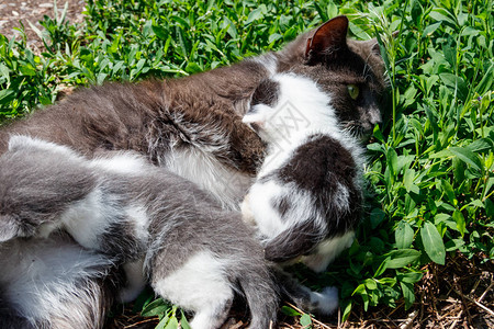 猫喂她的小猫咪图片