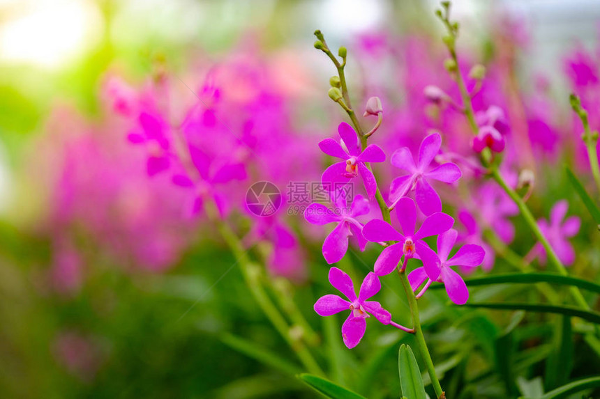 花园里的紫兰花在清晨盛满图片