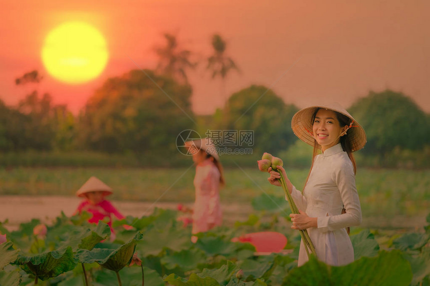 越南妇女在日落时采莲图片