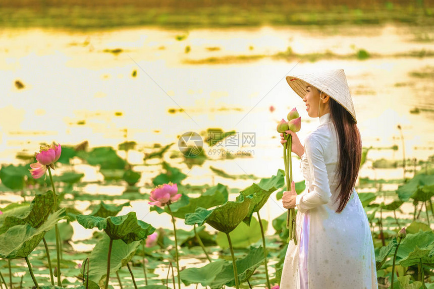 越南妇女在日落时采莲图片