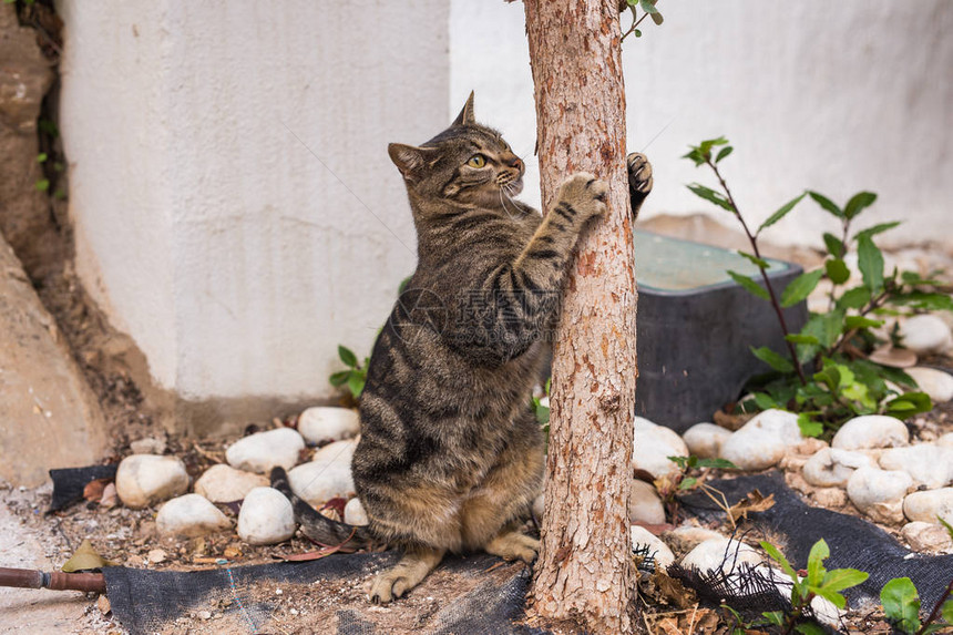 宠物和卫生条纹猫图片