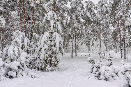 在雪林中行走下雪图片