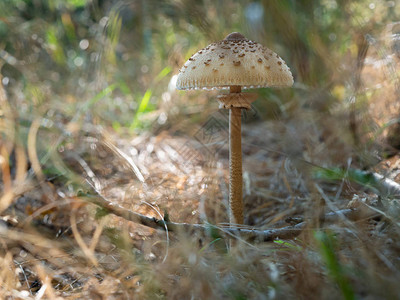 生长在木材中的年轻寄生虫蘑菇红毛或莱图片