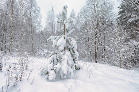 森林里下雪的冬天树枝上是雪图片